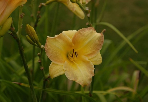 DSG 6476