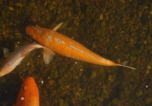 DSG 6549
