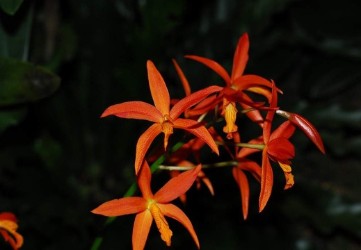 DSC 0973