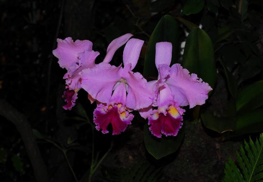 DSC 0977