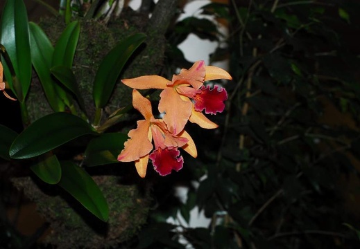 DSC 0976