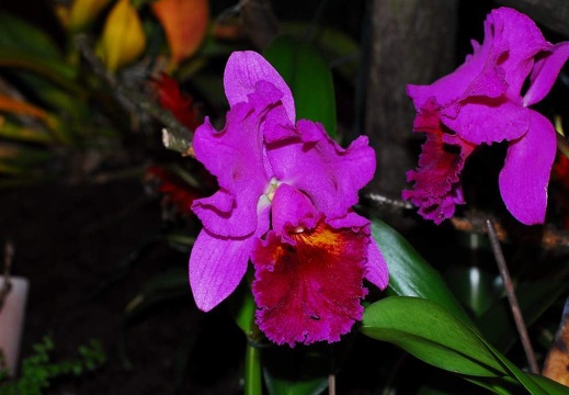 DSC 0987