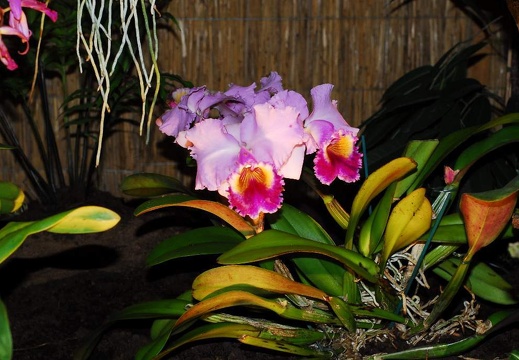 DSC 0990