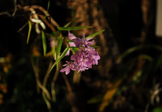 DSD 6884