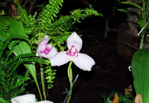 DSD 6887