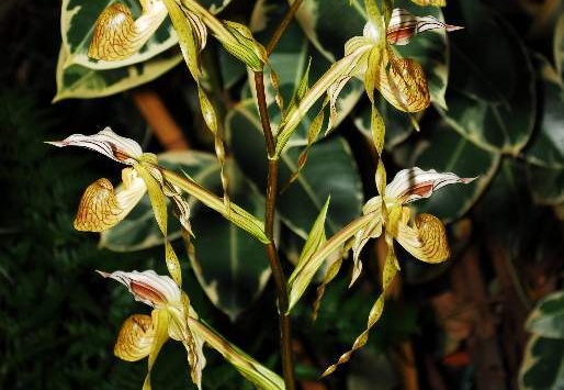 DSD 6907