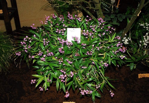 DSD 6909