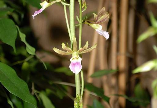 DSD 6932