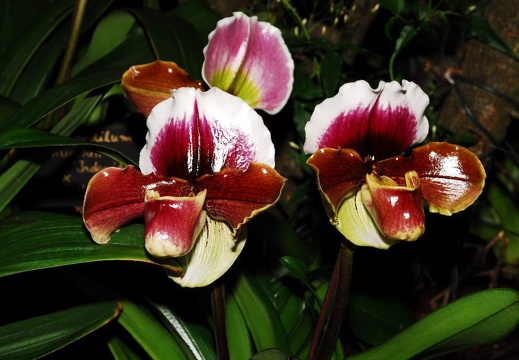 DSD 6940