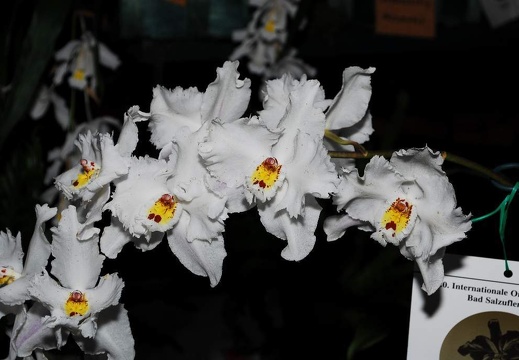 DSD 6969