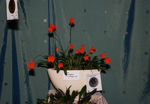 DSD 6980