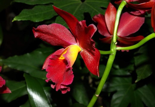 SB020955