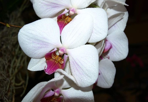 SB020966