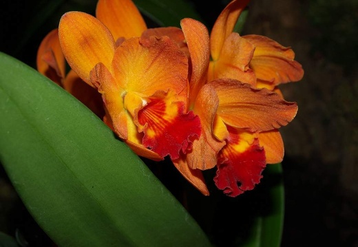 SB021011