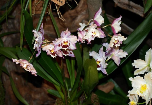 SB021031