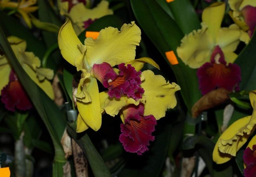 SB021052