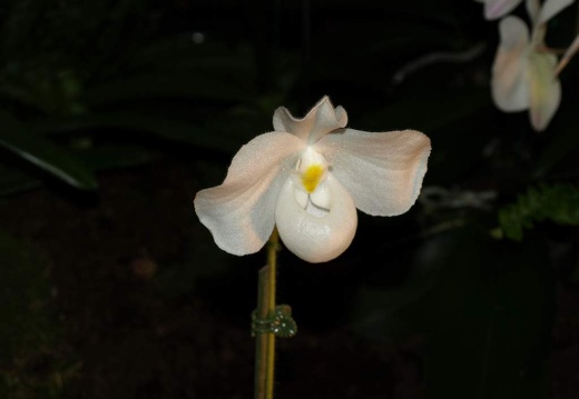 SB021081