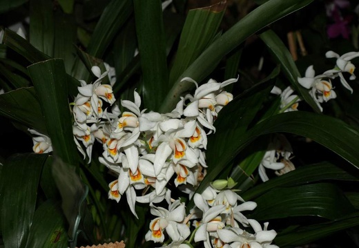 SB021087