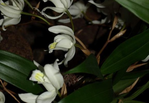 SB021090