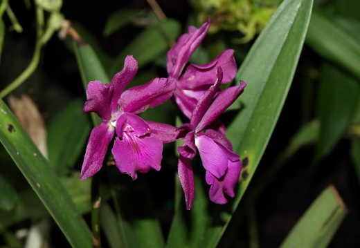 SB021093