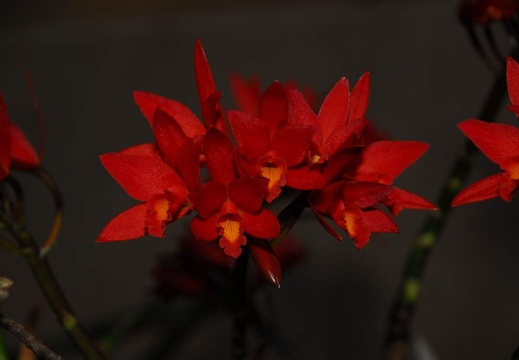 DSE 8236