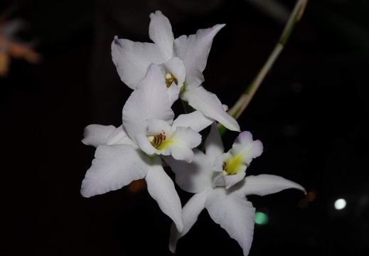 DSE 8273