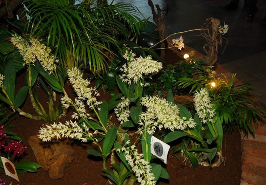 DSE 8320