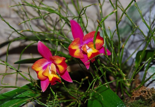 DSE 7764