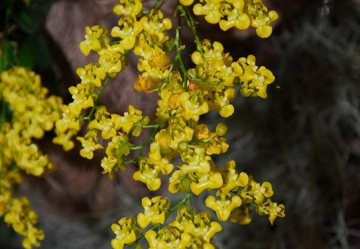 DSE 7822