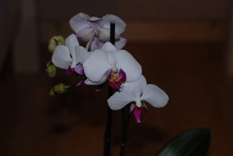 DSC_9364.jpg