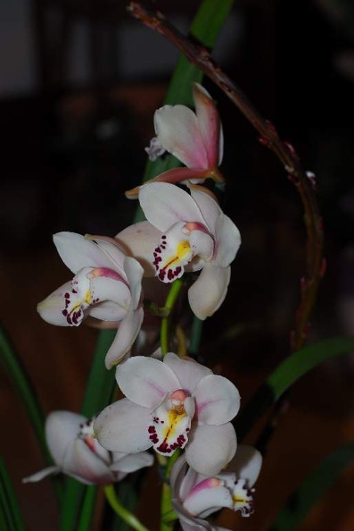 DSC_9366.jpg