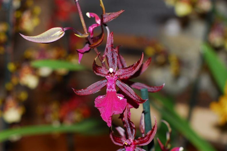 DSC_9372.jpg