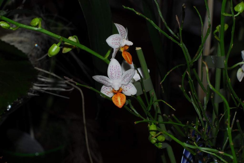 DSC_9381.jpg