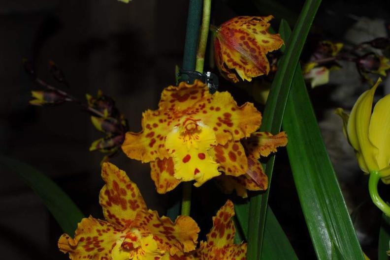DSC_9386.jpg