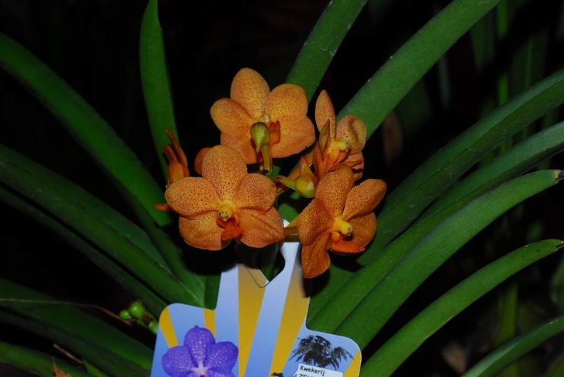 DSC_9397.jpg
