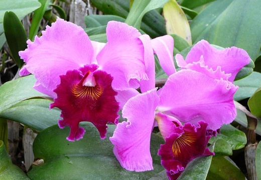 P1050885