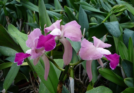 P1050887