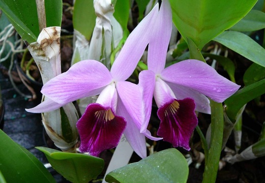 P1050888
