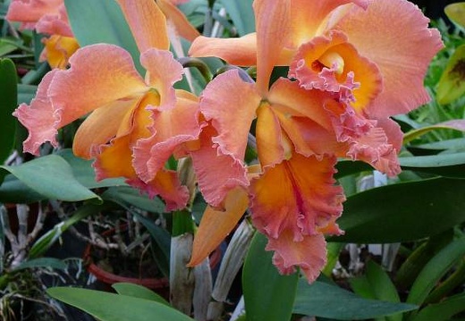 P1050895