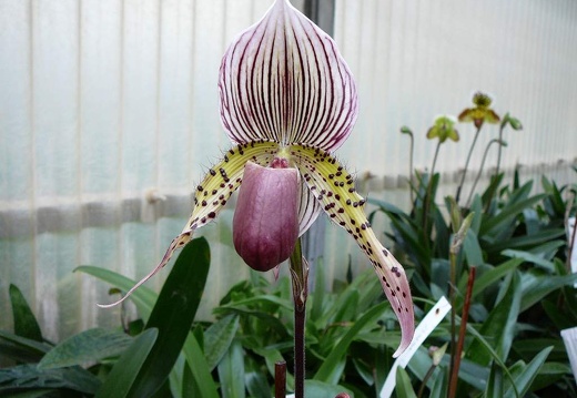 P1050911