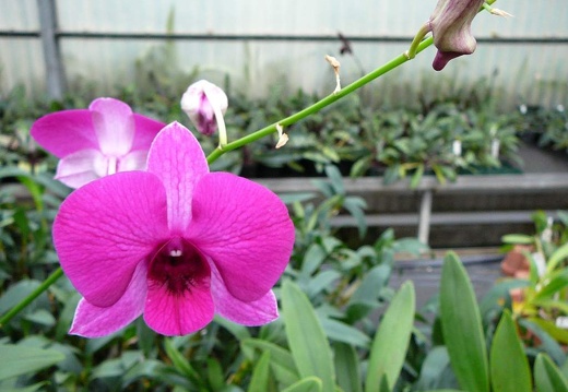 P1050916