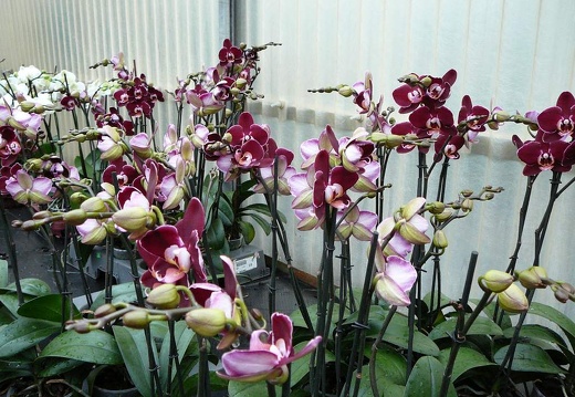 P1050927