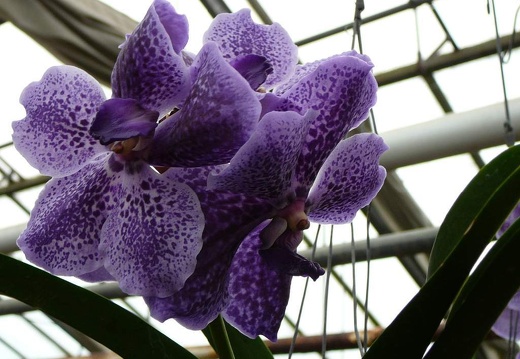 P1050932