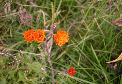 DSCN1306