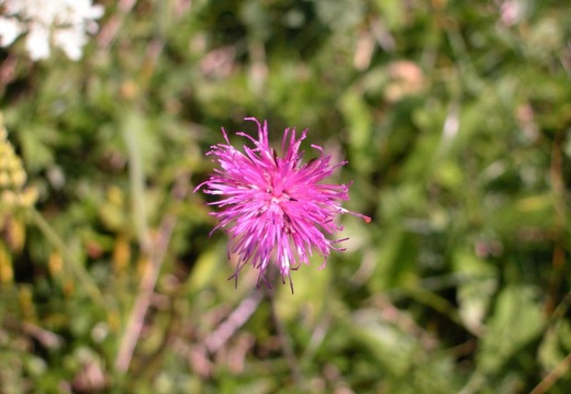DSCN1523