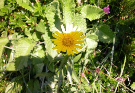 DSCN1527
