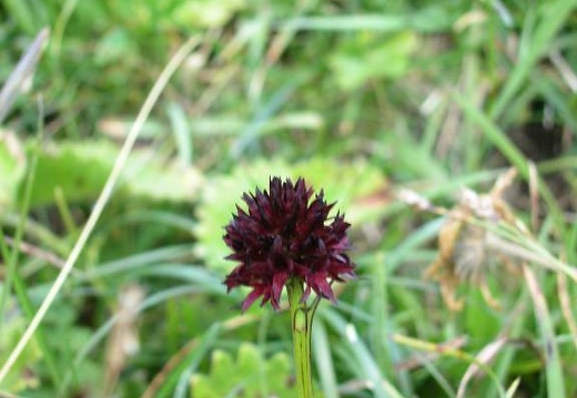 DSCN1554