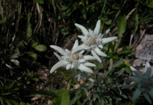 DSCN1600