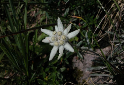 DSCN1623