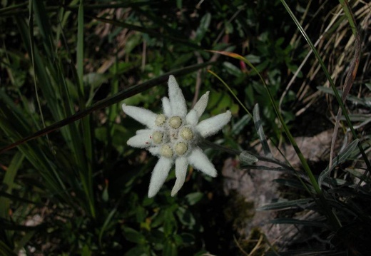DSCN1624